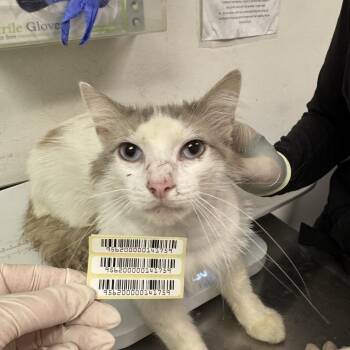 Galileo -  Domestic Medium Hair Cat for Adoption in Charleston, West Virginia - Galileo | PetCurious