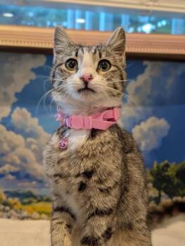 Tabby and Domestic Short Hair Cats Available for Adoption in Fremont, California - Navi | PetCurious