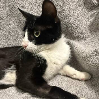 Stilleto -  Domestic Short Hair Cat for Adoption in Brea, California - Stilleto | PetCurious