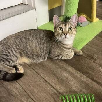 Virginia -  Domestic Short Hair Cat for Adoption in Rochester, Massachusetts - Virginia | PetCurious