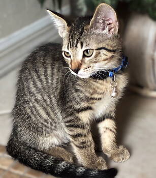 Rescue Tabby Cats for Adoption in Fort Myers, Florida - Cosimo Conti | PetCurious