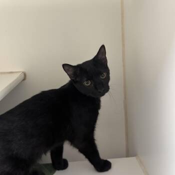 Aquaman -  Domestic Short Hair Cat for Adoption in Reisterstown, Maryland - Aquaman | PetCurious