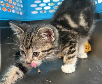 CANNOLI -  Domestic Short Hair Cat for Adoption in Dallas, Texas - CANNOLI | PetCurious