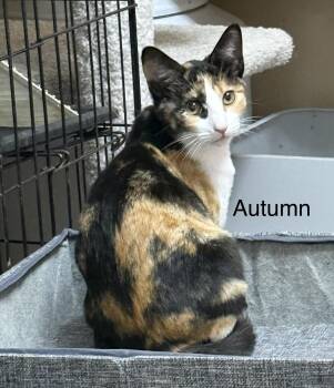 Autumn -  Calico Cat for Adoption in Oakley, California - Autumn | PetCurious