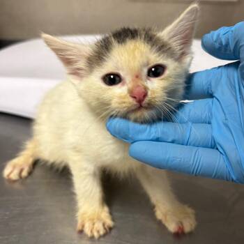 Hocus -  Domestic Short Hair Cat for Adoption in Yuma, Arizona - Hocus | PetCurious