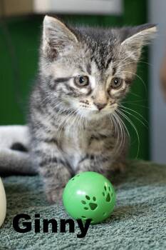 Rescue Tabby Cats for Adoption in Macomb, Illinois - Ginny | PetCurious