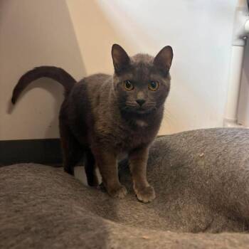 Perla ARC26 - 112 -  Domestic Short Hair Cat for Adoption in Akron, New York - Perla ARC26 - 112 | PetCurious