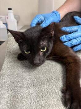 Domestic Short Hair Cats Available for Adoption in San Antonio, Texas - Starling | PetCurious