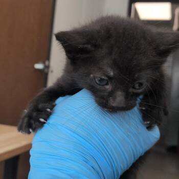 Metallica -  Domestic Short Hair Cat for Adoption in Hattiesburg, Mississippi - Metallica | PetCurious