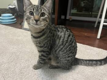 Rescue Tabby Cats for Adoption in Springfield, Oregon - Rose | PetCurious