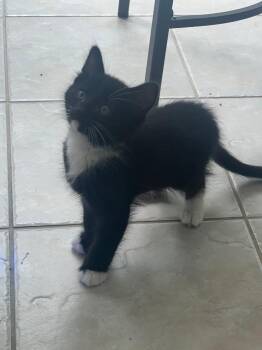 Domestic Medium Hair Cats Available for Adoption in New York, New York - Kojak | PetCurious