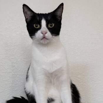 Tiny Oreo -  Tuxedo Cat for Adoption in Villa Park, California - Tiny Oreo | PetCurious