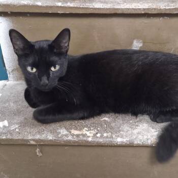 Sandy -  Domestic Short Hair Cat for Adoption in South Elgin, Illinois - Sandy | PetCurious