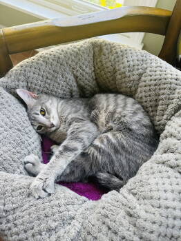 Rescue Domestic Short Hair and Tabby Cats for Adoption in Walled Lake, Michigan - Tooney | PetCurious