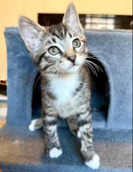 Rescue Domestic Short Hair Cats for Adoption in Olympia, Washington - Cinnamon | PetCurious