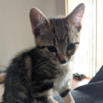 Page -  Domestic Short Hair Cat for Adoption in Abbotsford, British Columbia - Page | PetCurious