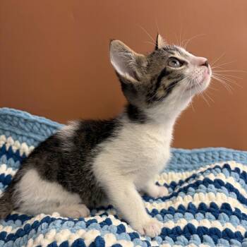 Tiny Too -  Domestic Short Hair Cat for Adoption in San Antonio, Texas - Tiny Too | PetCurious