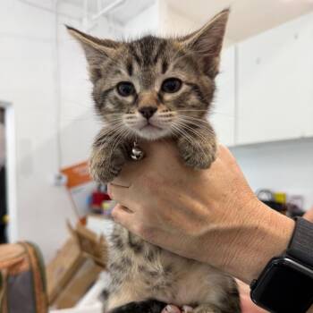 Domestic Short Hair Cats Available for Adoption - Triscuit | PetCurious