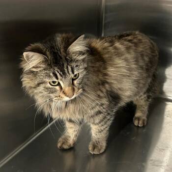 Domestic Long Hair Cats Available for Adoption - Rae - Petsmart Belleville | PetCurious
