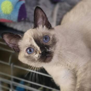 Chenoa Casper -  Domestic Short Hair Cat for Adoption in Eagle Mountain, Utah - Chenoa Casper | PetCurious