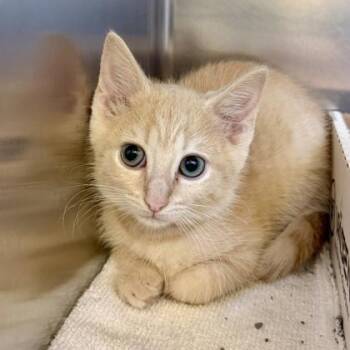 Funny Muffler -  Domestic Short Hair Cat for Adoption in Richmond, Virginia - Funny Muffler | PetCurious