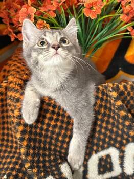 3/20/26 Maggiore -  Domestic Short Hair Cat for Adoption in Stillwater, Oklahoma - 3/20/26 Maggiore | PetCurious