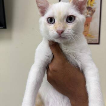 Zen -  Domestic Short Hair Cat for Adoption in Las Vegas, Nevada - Zen | PetCurious