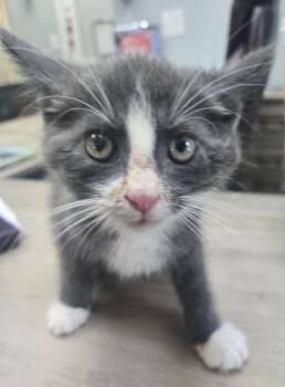 LOC Clover -  Domestic Short Hair Cat for Adoption in Greencastle, Indiana - LOC Clover | PetCurious