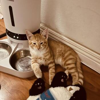 Hercules - Chino Hills Location -  Domestic Short Hair Cat for Adoption in Chino Hills, California - Hercules - Chino Hills Location | PetCurious