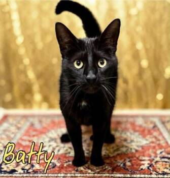 Domestic Short Hair Cats Available for Adoption in Kansas City, Missouri - Batty | PetCurious