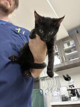 Basil -  Domestic Short Hair Cat for Adoption in Marietta, Georgia - Basil | PetCurious