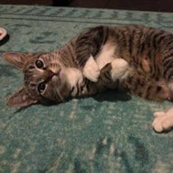 Domestic Short Hair Cats Available for Adoption - Mama Bear | PetCurious