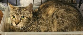 Domestic Medium Hair Cats Available for Adoption in Blairsville, Georgia - Zena | PetCurious
