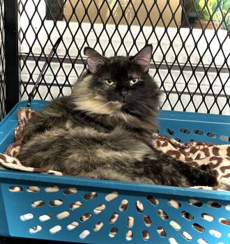 Brownie -  Domestic Long Hair Cat for Adoption in Estherville, Iowa - Brownie | PetCurious