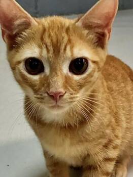 Nacho -  Tabby Cat for Adoption in Emporia, Virginia - Nacho | PetCurious