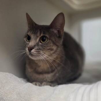 Domestic Short Hair Cats Available for Adoption in Houston, Texas - Mango | PetCurious