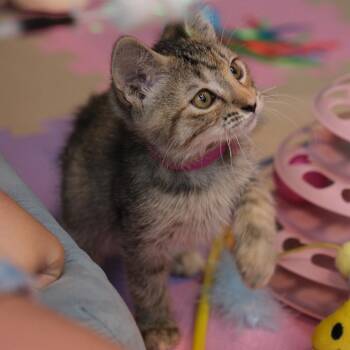 Domestic Short Hair Cats Available for Adoption - Cricket | PetCurious