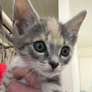 Domestic Short Hair Cats Available for Adoption in Middlebury, Vermont - Elise | PetCurious