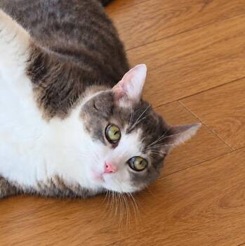 Cannoli -  Domestic Short Hair Cat for Adoption in Charleston, South Carolina - Cannoli | PetCurious