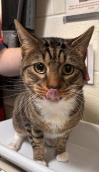 Theo -  Domestic Short Hair Cat for Adoption in Fairfax, Virginia - Theo | PetCurious