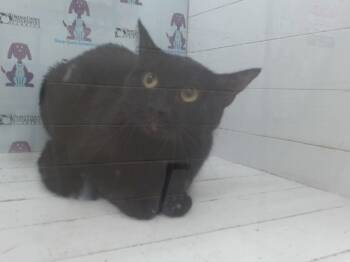 Rescue Domestic Short Hair Cats for Adoption in Orlando, Florida - RAVEN | PetCurious