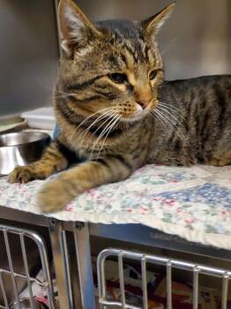 Rescue Domestic Short Hair Cats for Adoption in Zimmerman, Minnesota - Kernel | PetCurious