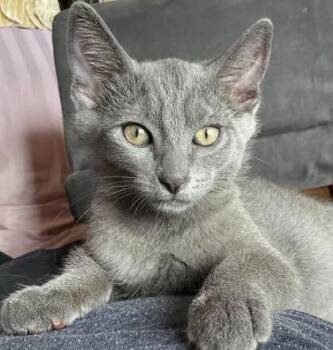 Grayson -  Domestic Short Hair Cat for Adoption in Newberg, Oregon - Grayson | PetCurious