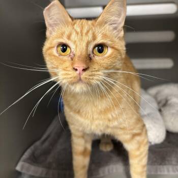 Creamsicle -  Domestic Short Hair Cat for Adoption in Renton, Washington - Creamsicle | PetCurious