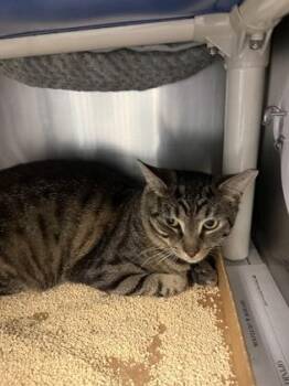 Domestic Short Hair Cats Available for Adoption in Morristown, New Jersey - Webster | PetCurious