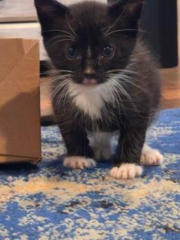 MAXIMUS -  Domestic Short Hair Cat for Adoption in Fort Walton Beach, Florida - MAXIMUS | PetCurious