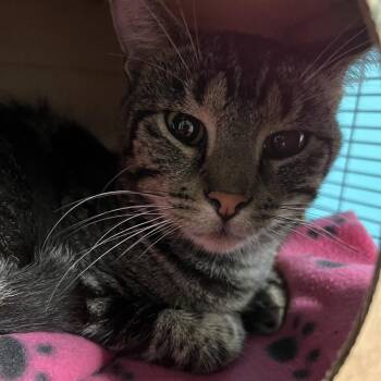 Cobalt Gem -  Domestic Short Hair Cat for Adoption in St. Louis, Missouri - Cobalt Gem | PetCurious