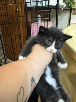 Domestic Short Hair Cats Available for Adoption in Emerald Isle, North Carolina - Miles | PetCurious