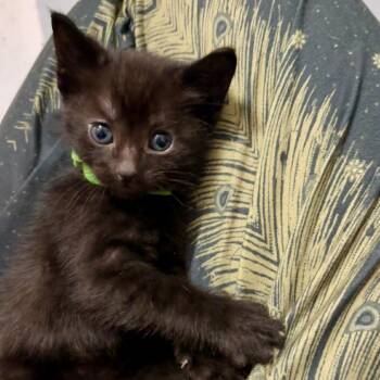 Shamrock -  Domestic Short Hair Cat for Adoption in Ferndale, Michigan - Shamrock | PetCurious