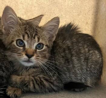 Checkers -  Domestic Short Hair Cat for Adoption - Checkers | PetCurious